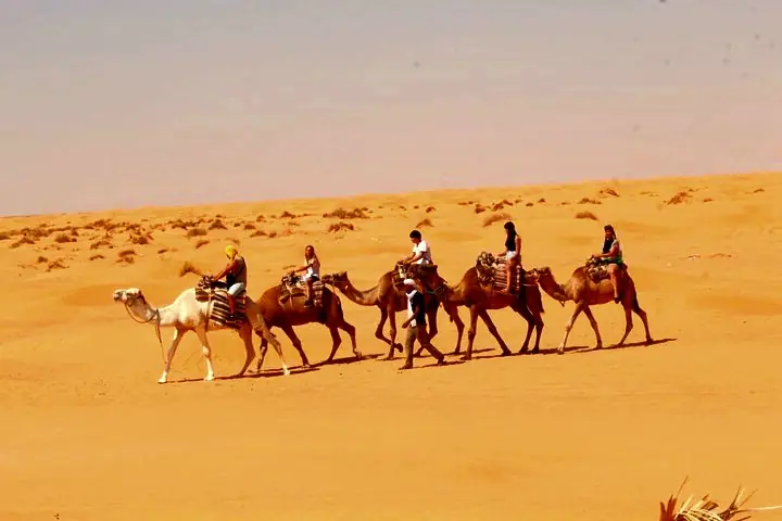 Chameaux dans les dunes